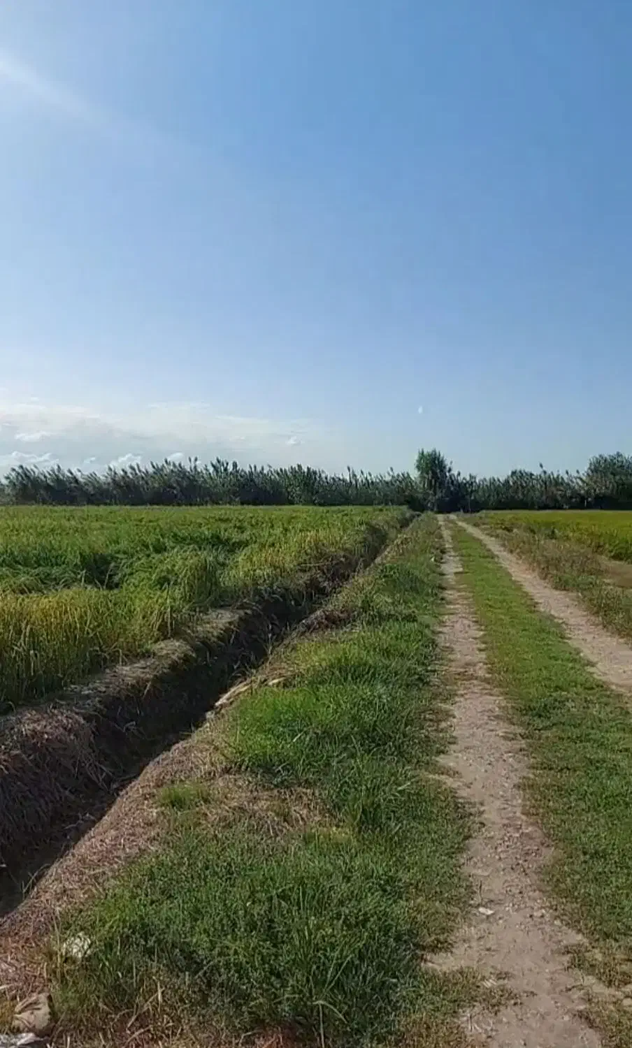 فروش فوری زمین کشاورزی برنج کاری|فروش زمین و ملک کلنگی|آمل, |دیوار