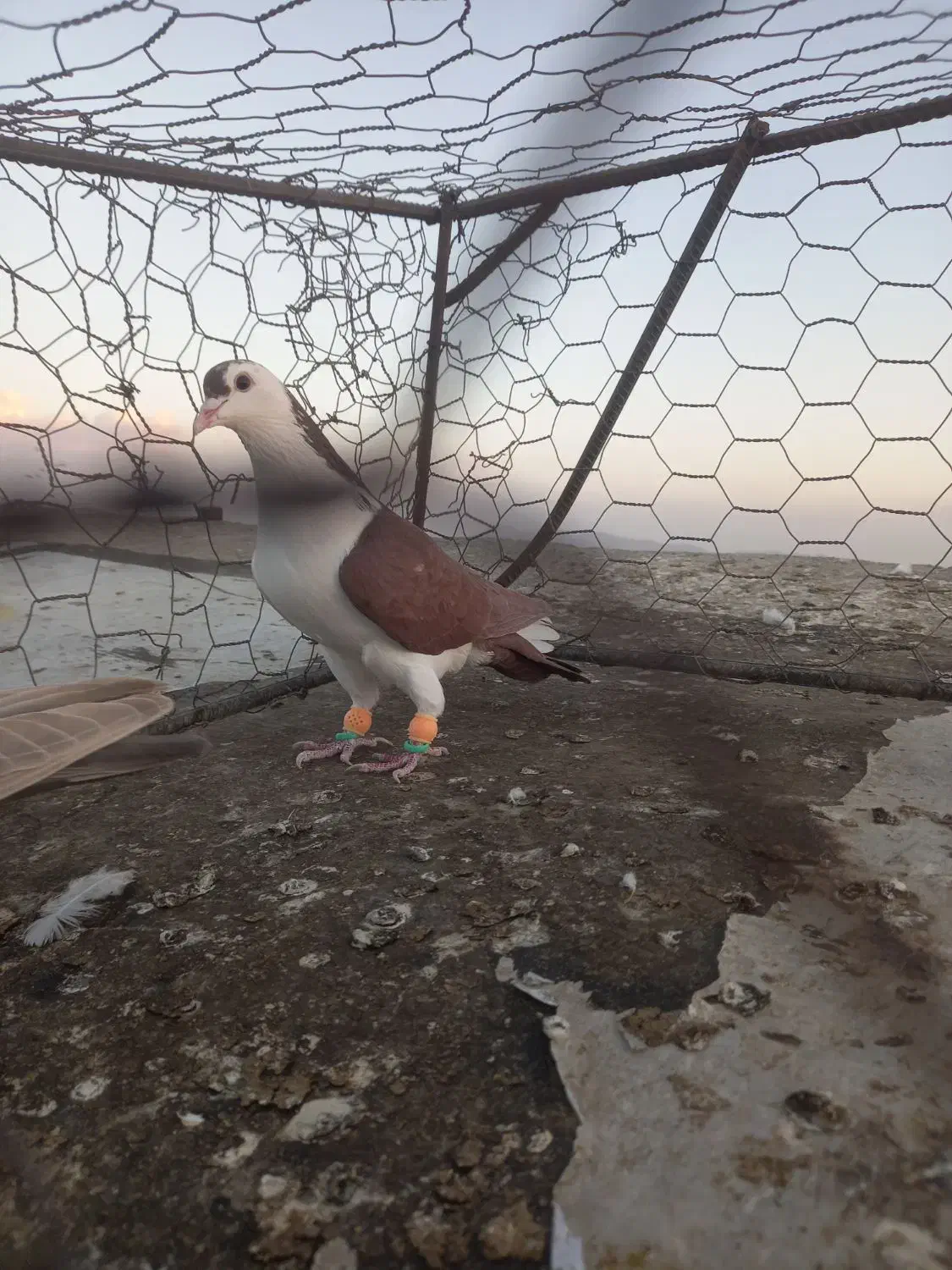 کبوترسارسالار|پرنده|تربت‌حیدریه, فردوسی جنوبی|دیوار