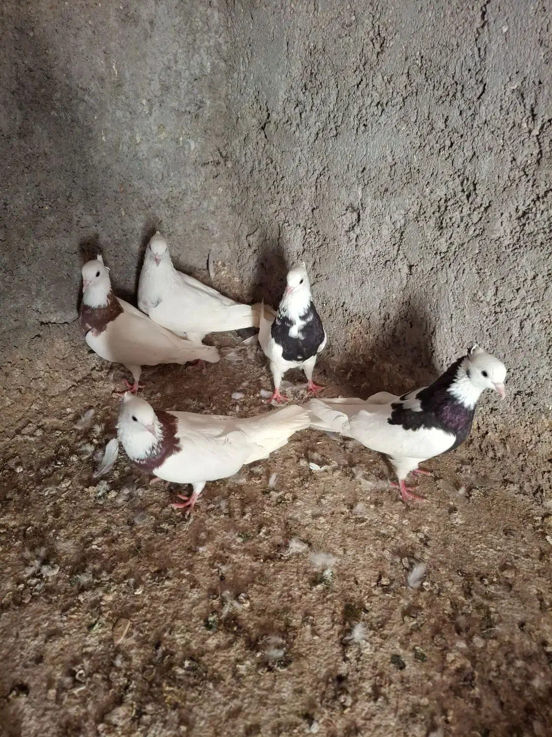 کفتر|پرنده|خرمشهر, |دیوار