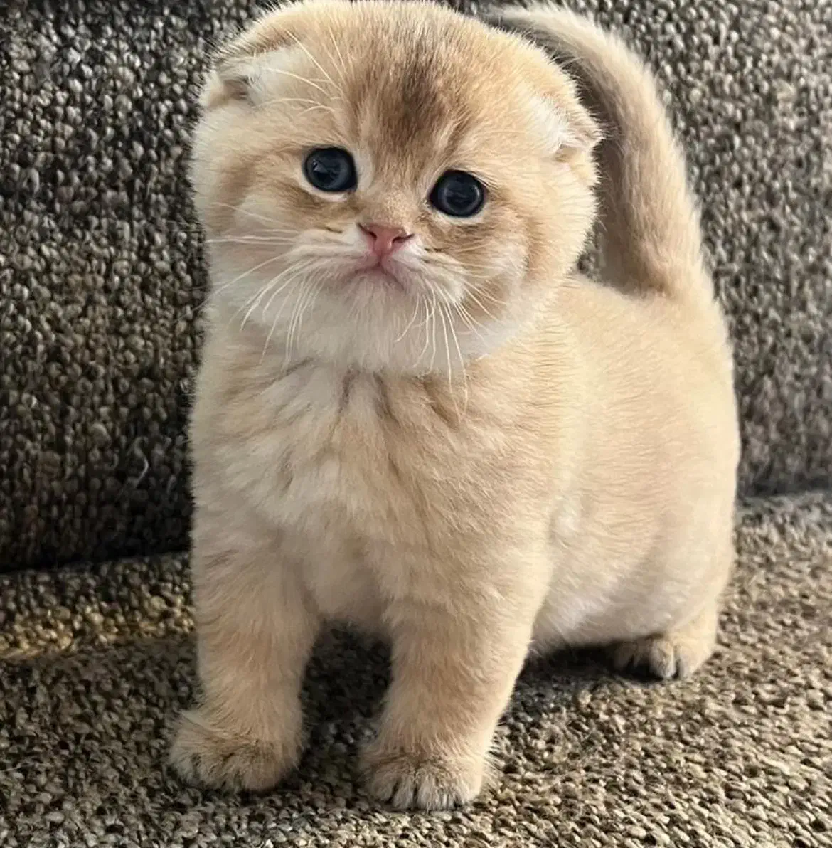 گربه|گربه|تهران, اختیاریه|دیوار