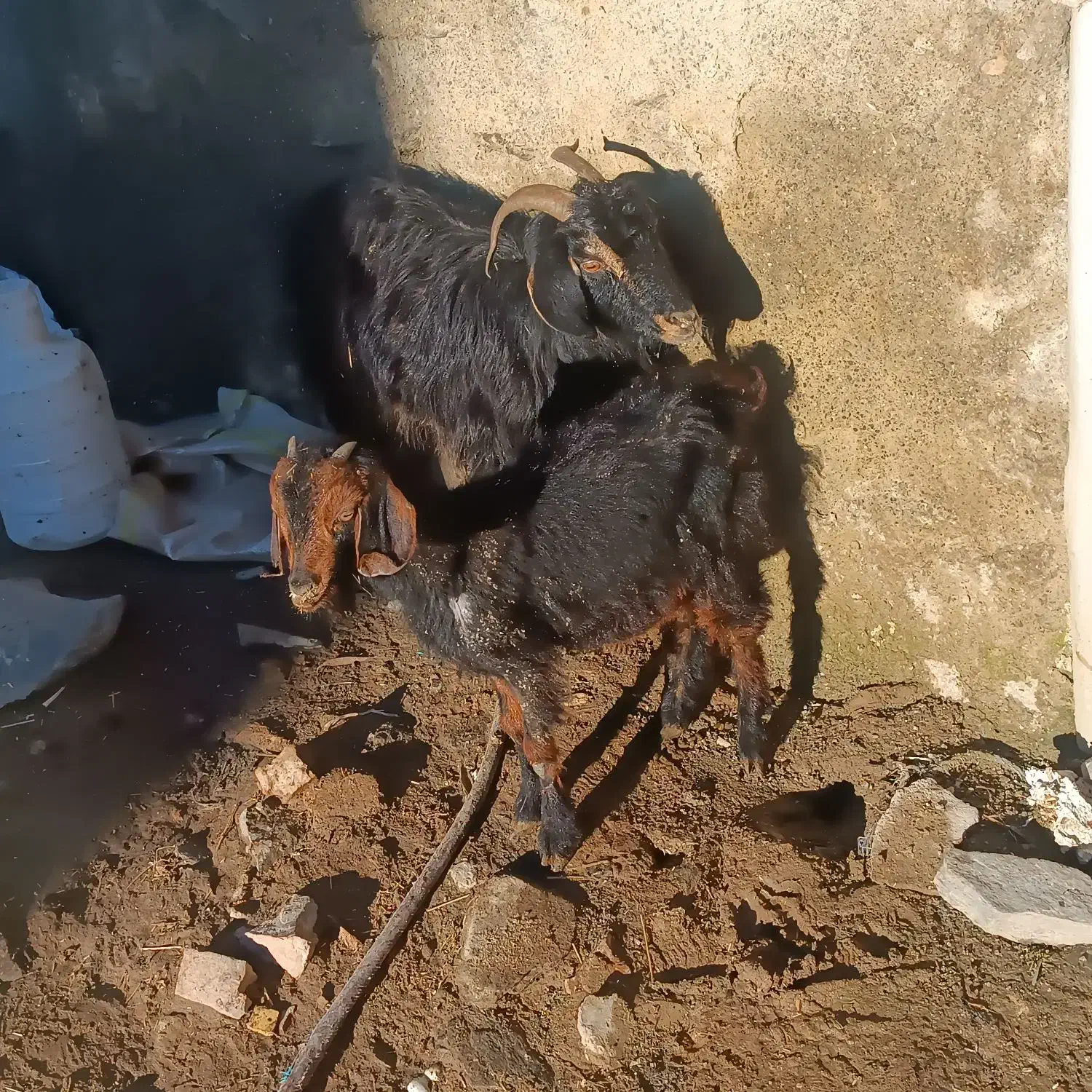 یک راس بزه بزغاله|حیوانات مزرعه|همدان, |دیوار