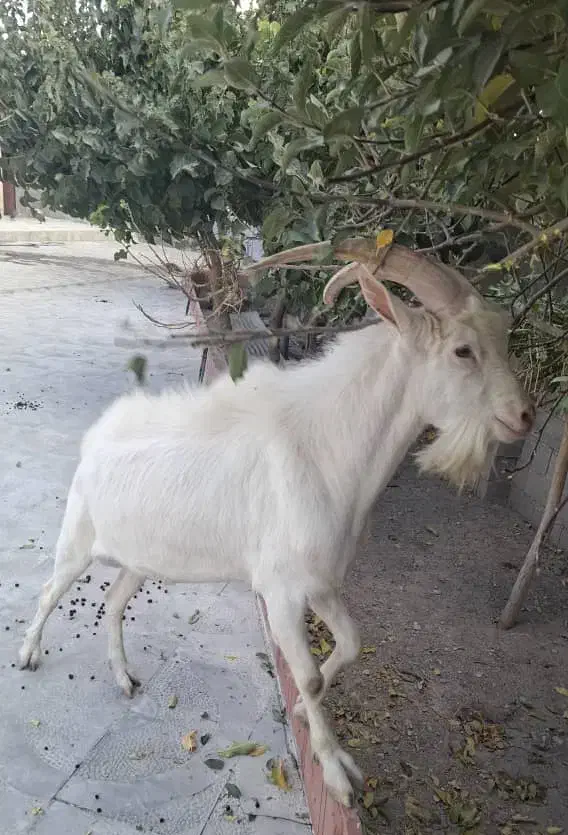 نر بز سانن|حیوانات مزرعه|نورآباد, |دیوار