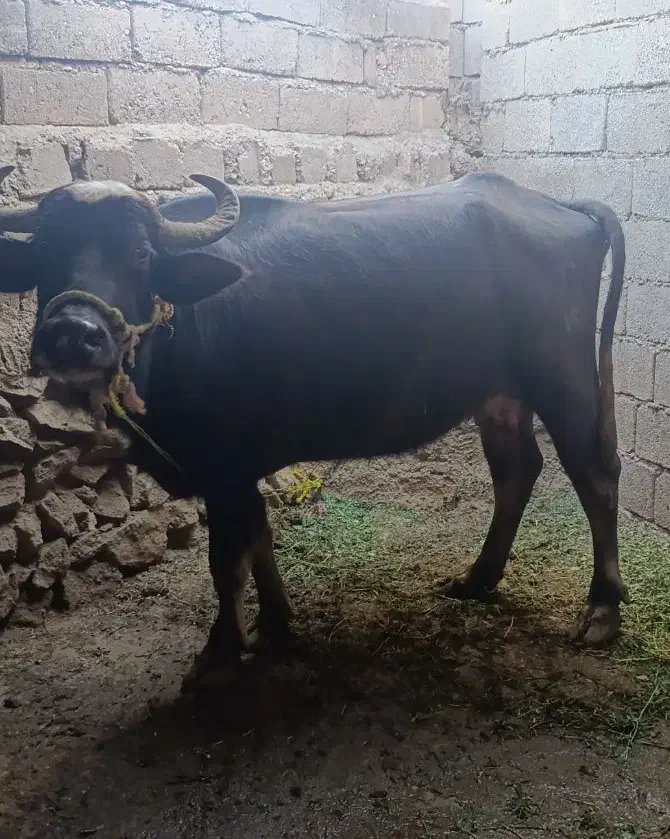 گتوند|حیوانات مزرعه|گتوند, |دیوار