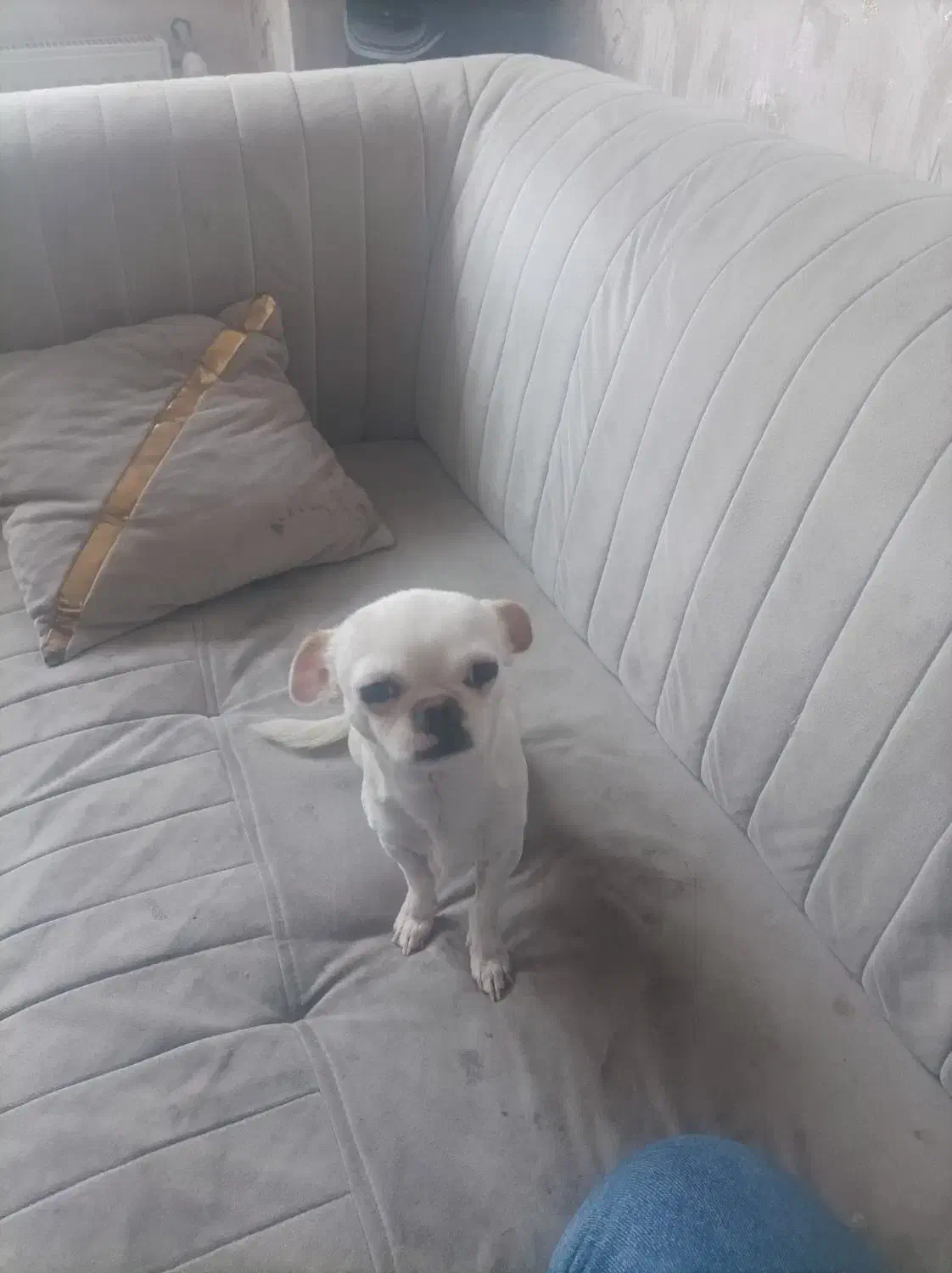 سگ گم شده|حیوانات|سهند, |دیوار