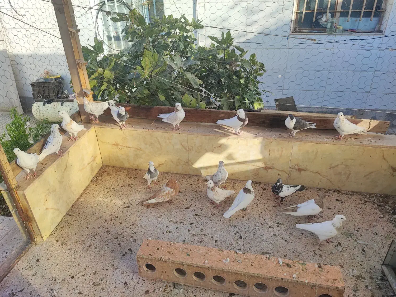 کفتر|پرنده|قائن, |دیوار