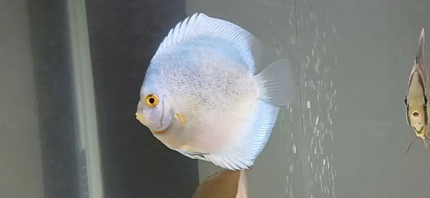 سلام ماهی دیسکس ۵ اینچ|ماهی|کرمانشاه, |دیوار