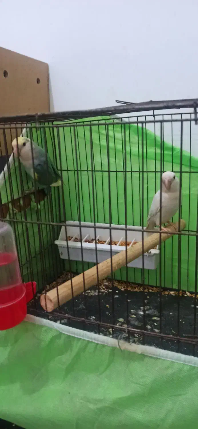 طوطی برزیلی جفت|پرنده|اهواز, شهرک اکباتان|دیوار