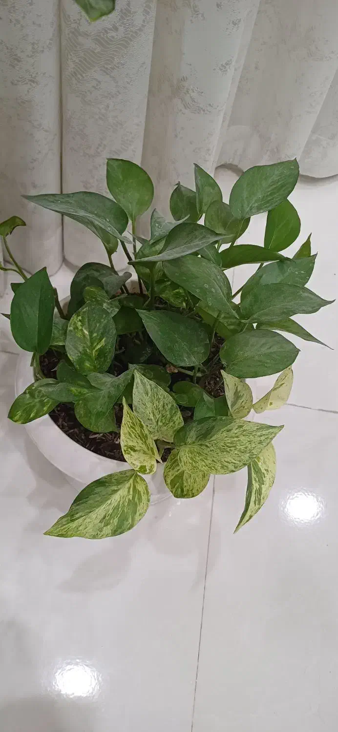 فروش گل یکجا|گل و گیاه طبیعی|فردیس, منظریه|دیوار