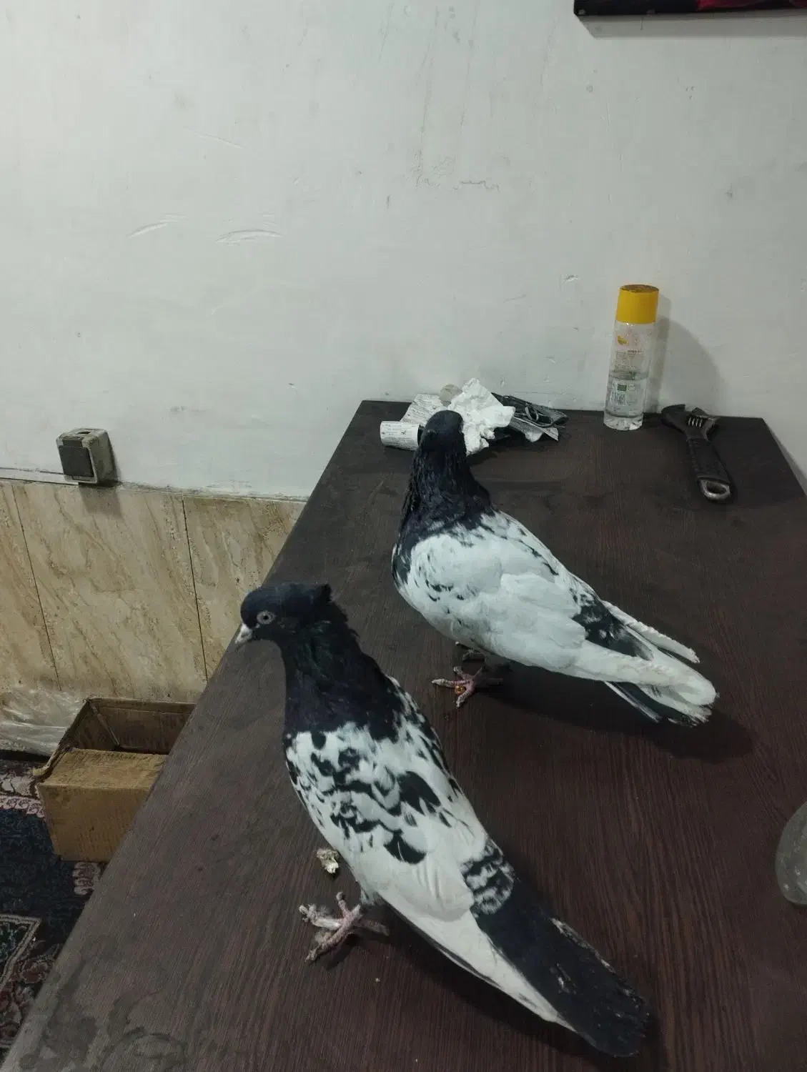 دوجفت کبوتر|پرنده|شیراز, ماه فیروزان|دیوار