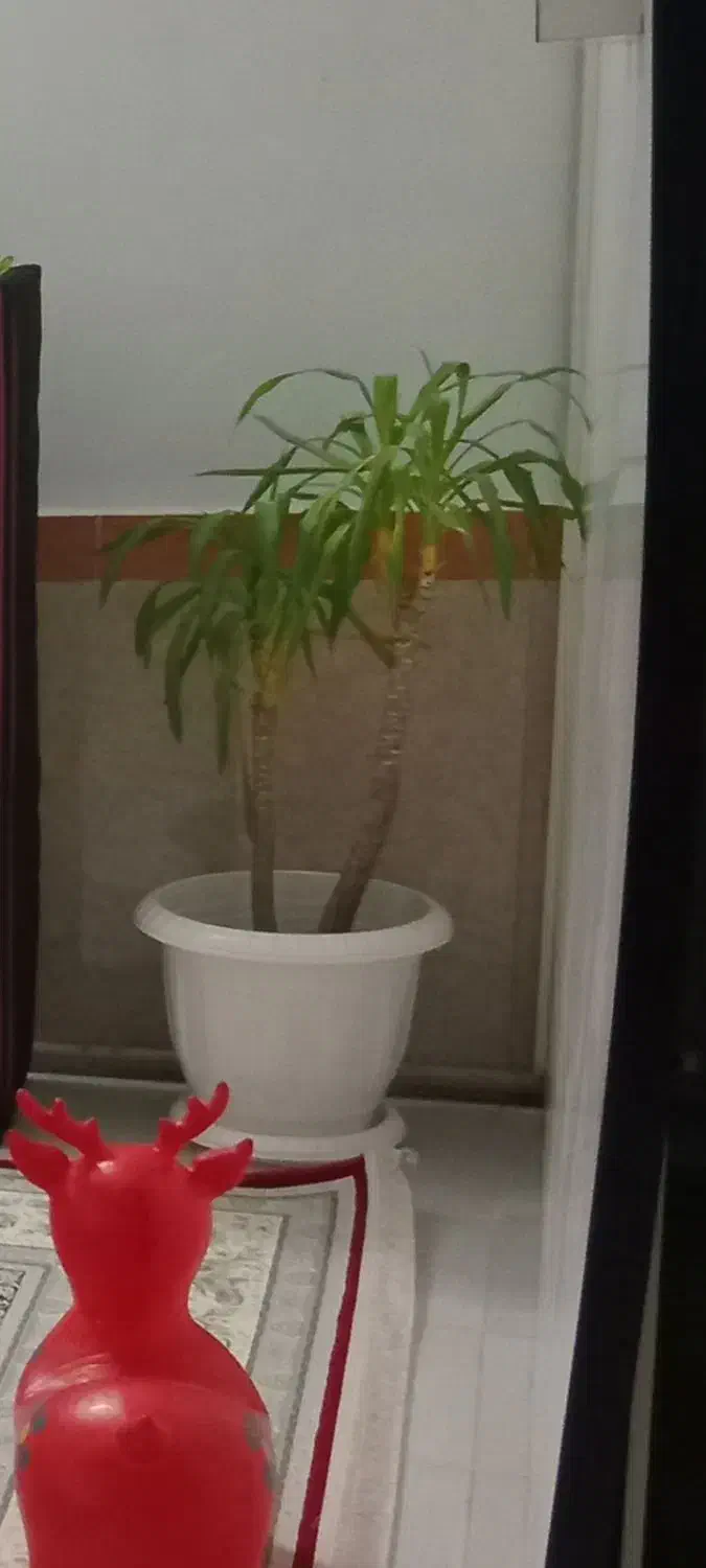 گل یوکا شاداب وزیبا|گل و گیاه طبیعی|قرچک, قشلاق جیتو|دیوار