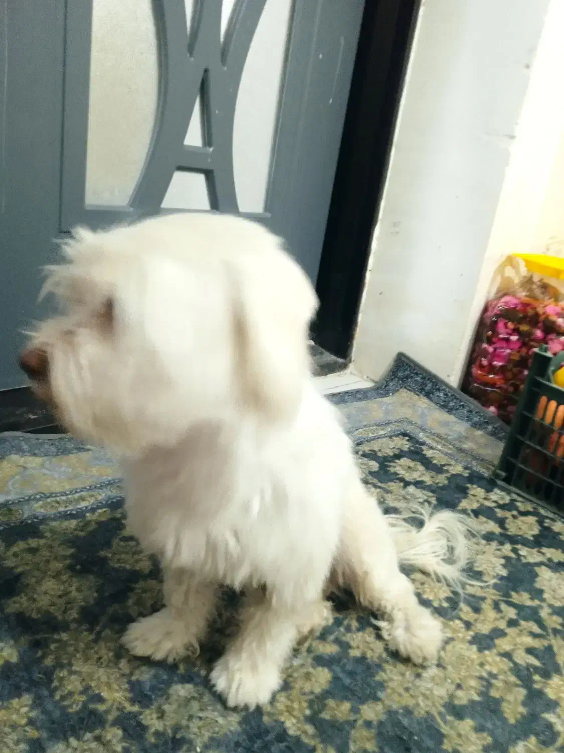 شیتزو|سگ|ارومیه, |دیوار