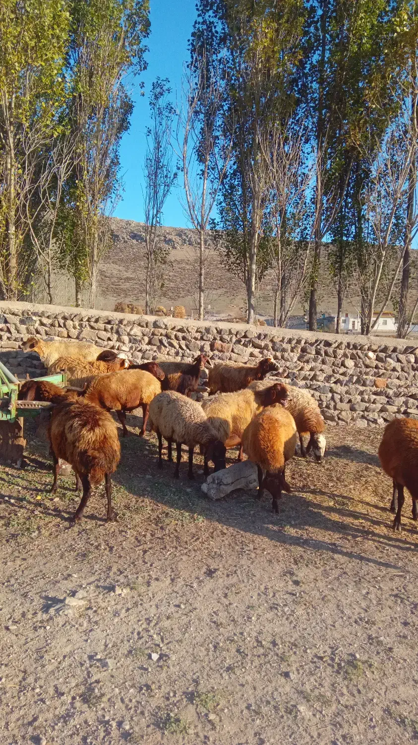 ۱۴راس گوسفند ماده|حیوانات مزرعه|نیر (اردبیل), |دیوار