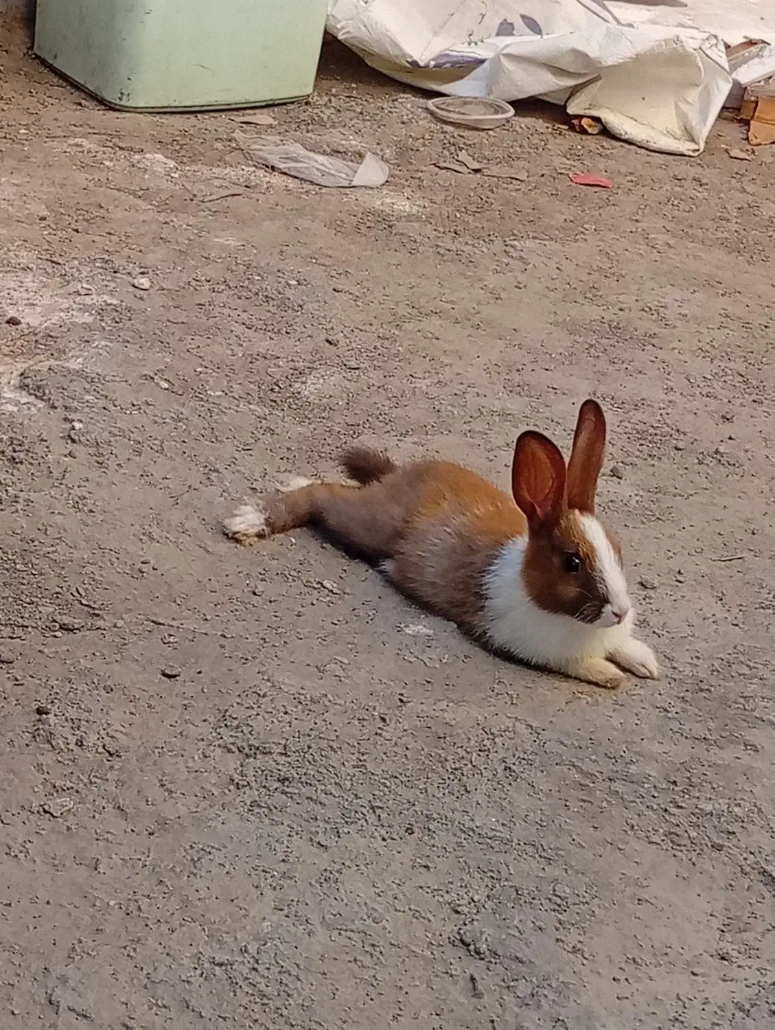 خرگوش خانگی|موش و خرگوش|بندرعباس, |دیوار