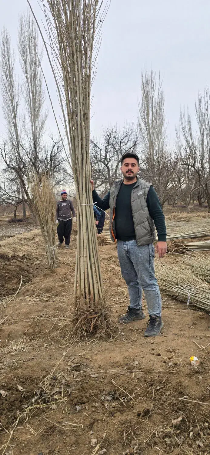 کیفیت و سرمایه در هر نهال صنوبر|خدمات باغبانی و درختکاری|منجیل, |دیوار