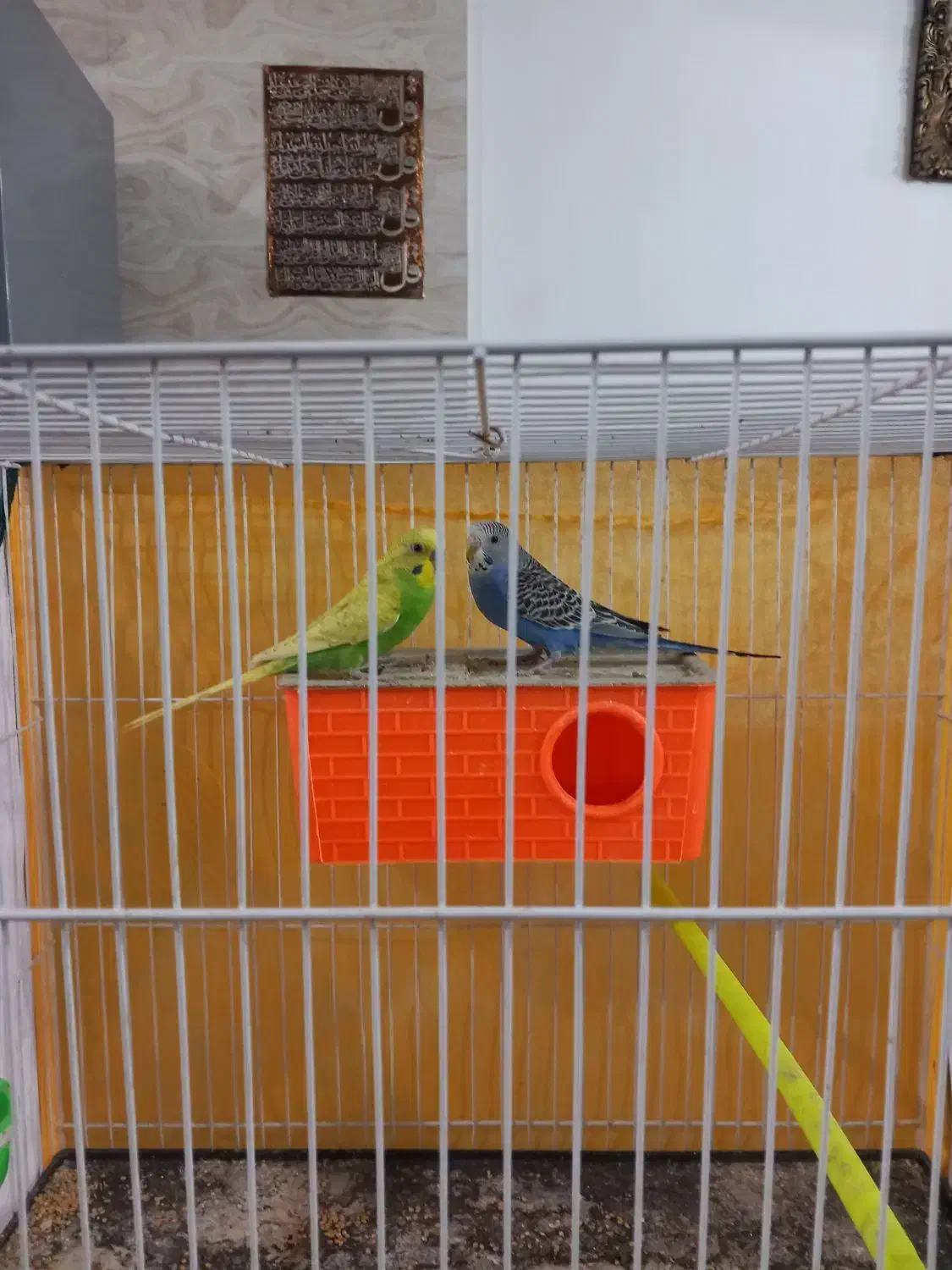 مرغ عشق|پرنده|تربت جام, شهید غلام زاده|دیوار