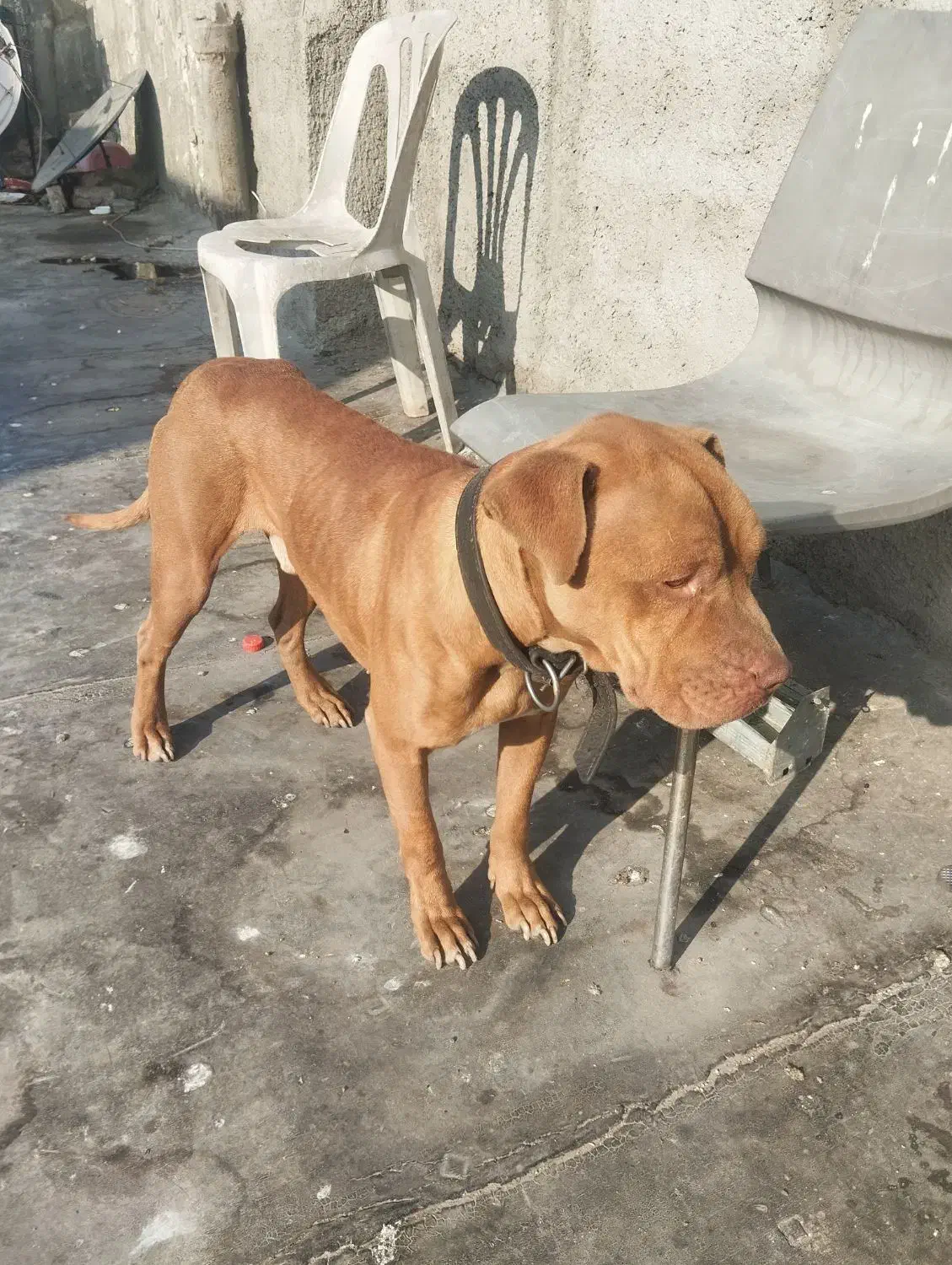 سگ پیت بول|سگ|چهاردانگه (تهران), |دیوار