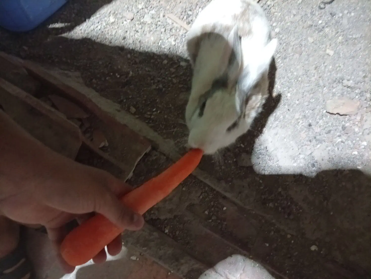 خر گوش|موش و خرگوش|کرمان, |دیوار