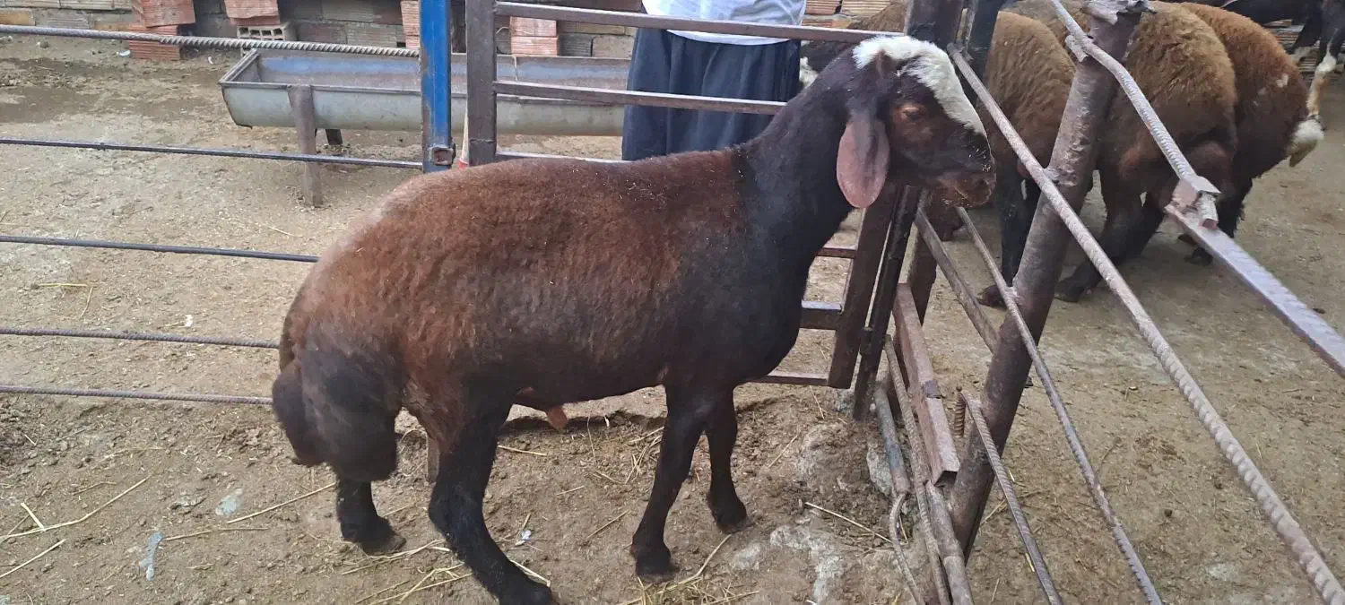 نرتقلی ۱۰ماهه از نژاد بروجردی اصل|حیوانات مزرعه|بندر ترکمن, |دیوار