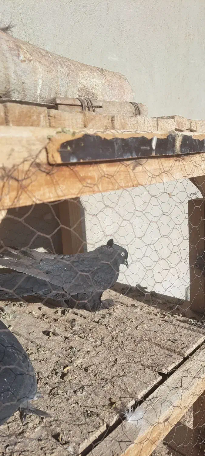 ۲ عدد کبوتر پر|پرنده|فارسان, |دیوار