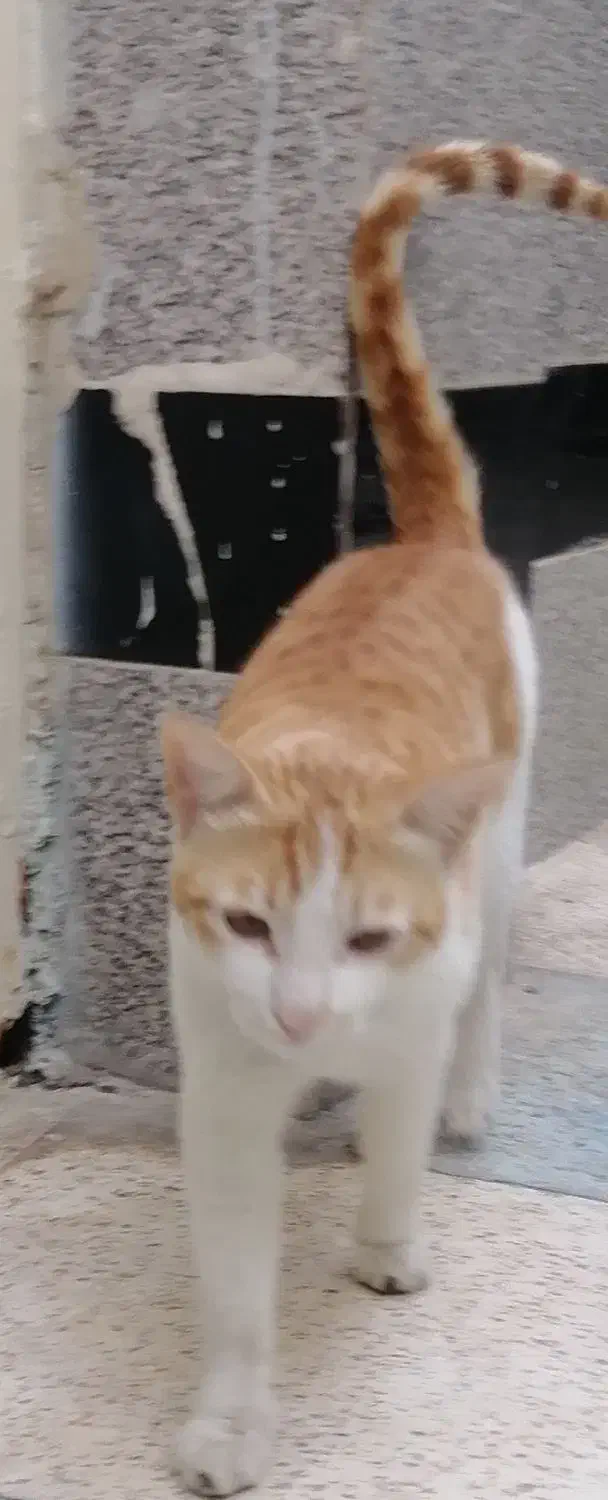 حمیدیه|گربه|حمیدیه, |دیوار