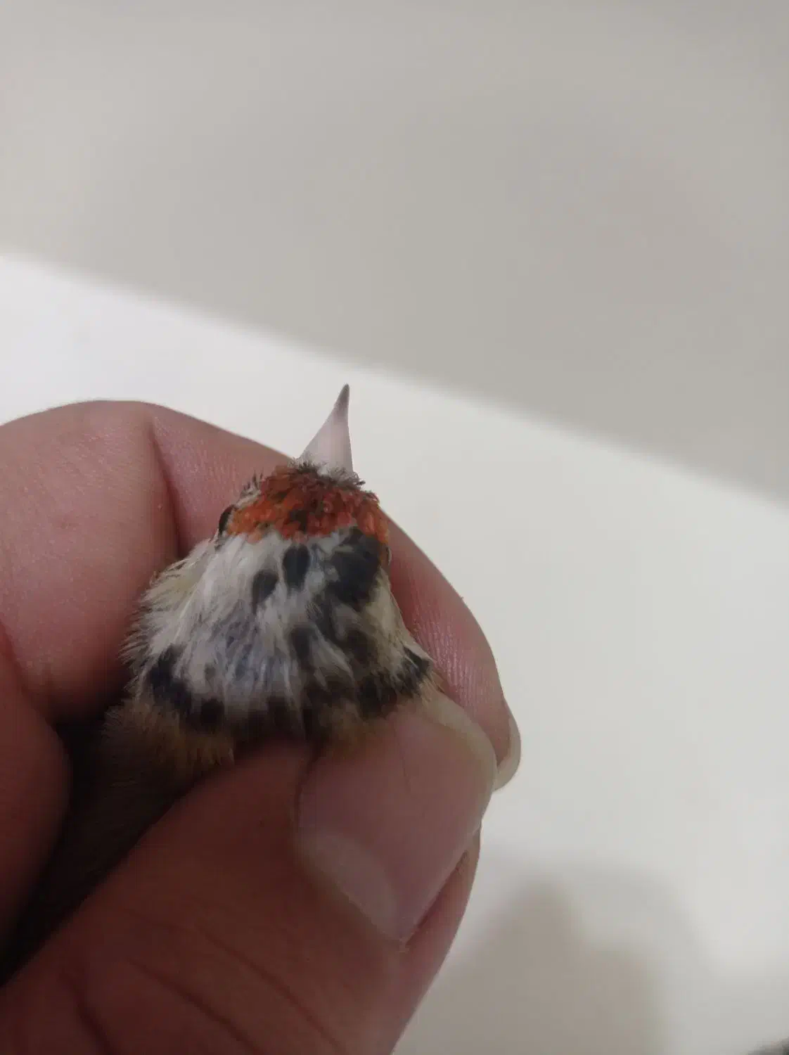 سهره ماده فقط معاوضه|پرنده|لنجان, |دیوار