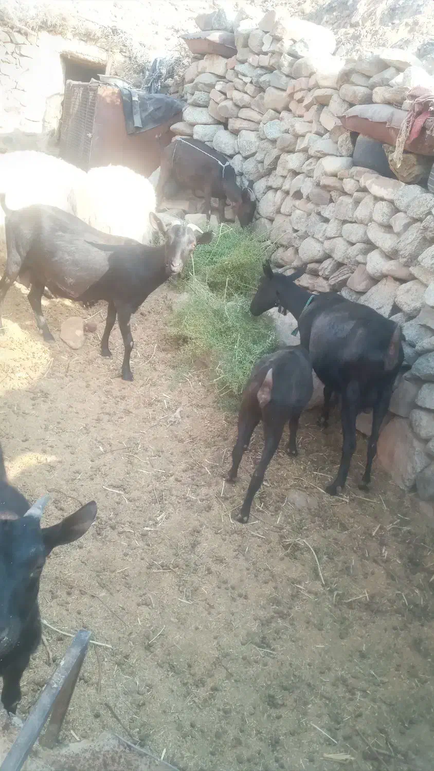 بز های مورسیا فروشی هستن|حیوانات مزرعه|نهبندان, |دیوار