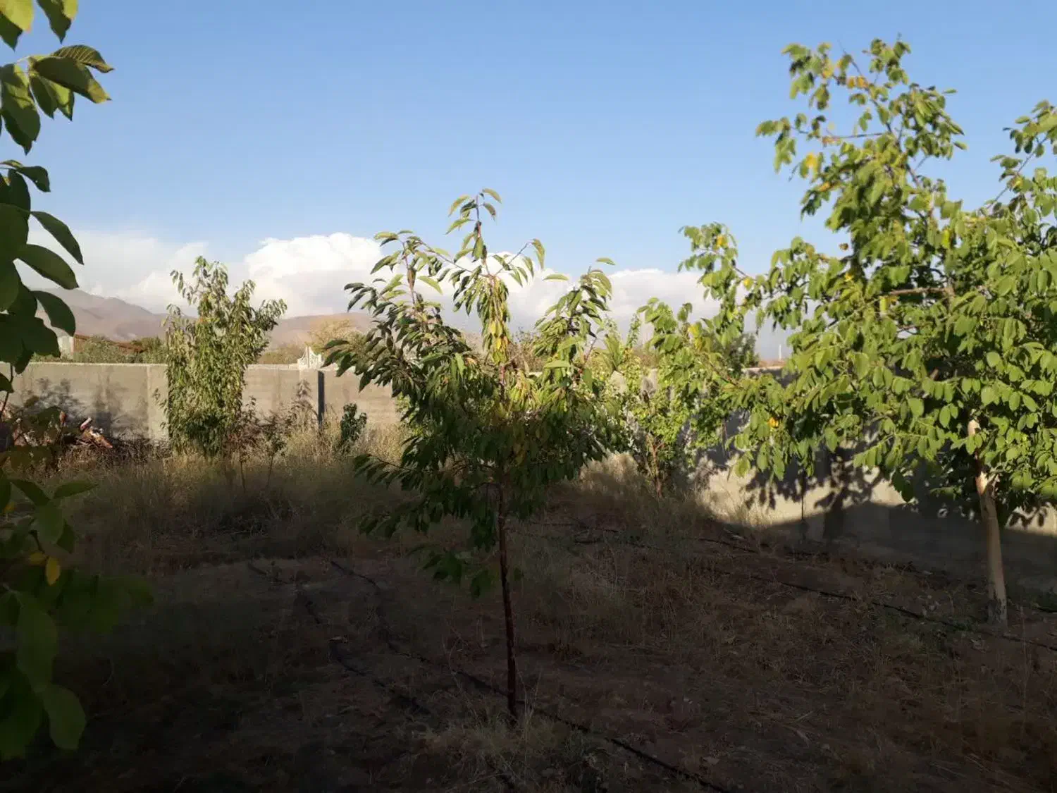 باغچه ۳۰۰ متری در روستای زان آبسرد|فروش زمین و ملک کلنگی|دماوند, دماوند|دیوار