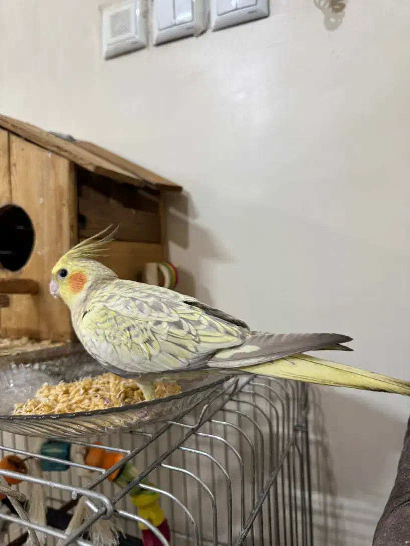 عروس هلندی نر و ماده|پرنده|تهران, افسریه جنوبی|دیوار