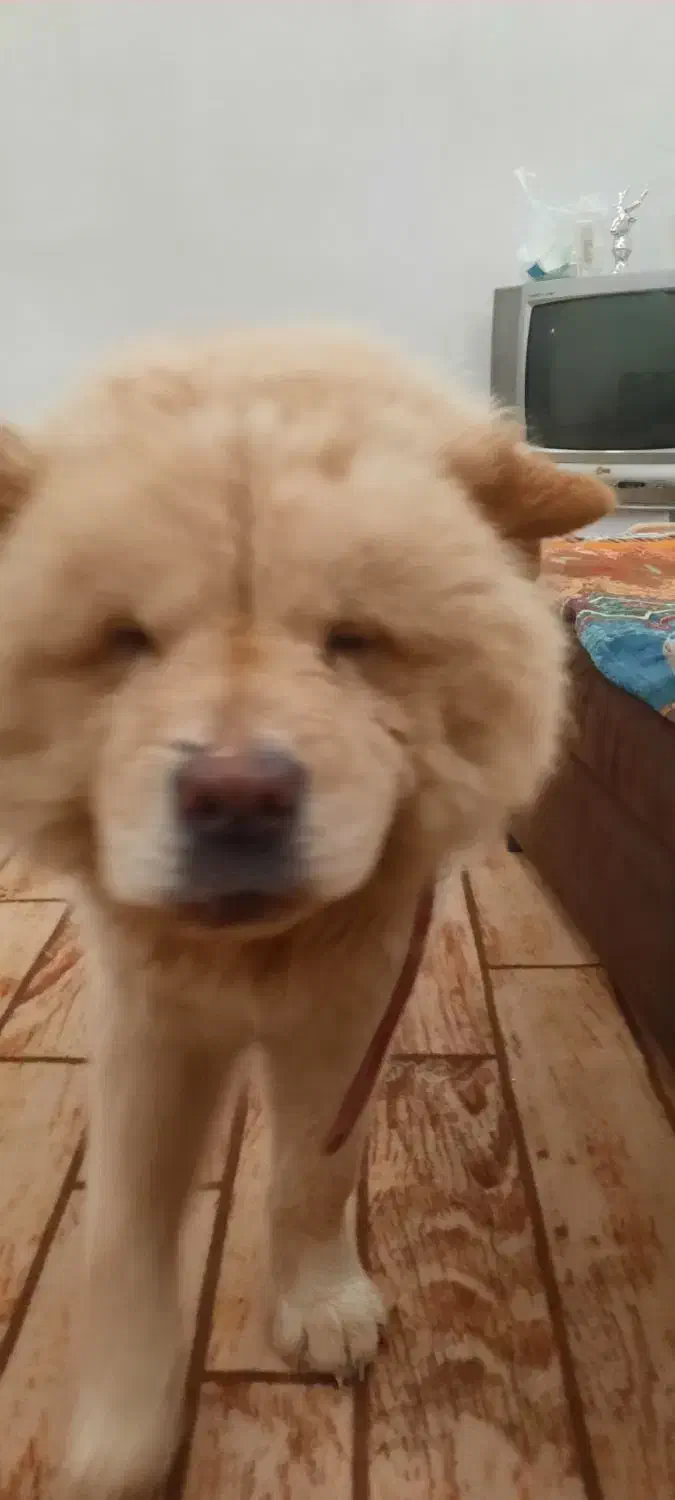 واگذاری دو قلاده سگ نژاد چاو چاو  ژرمن شولاین|سگ|بندرعباس, |دیوار