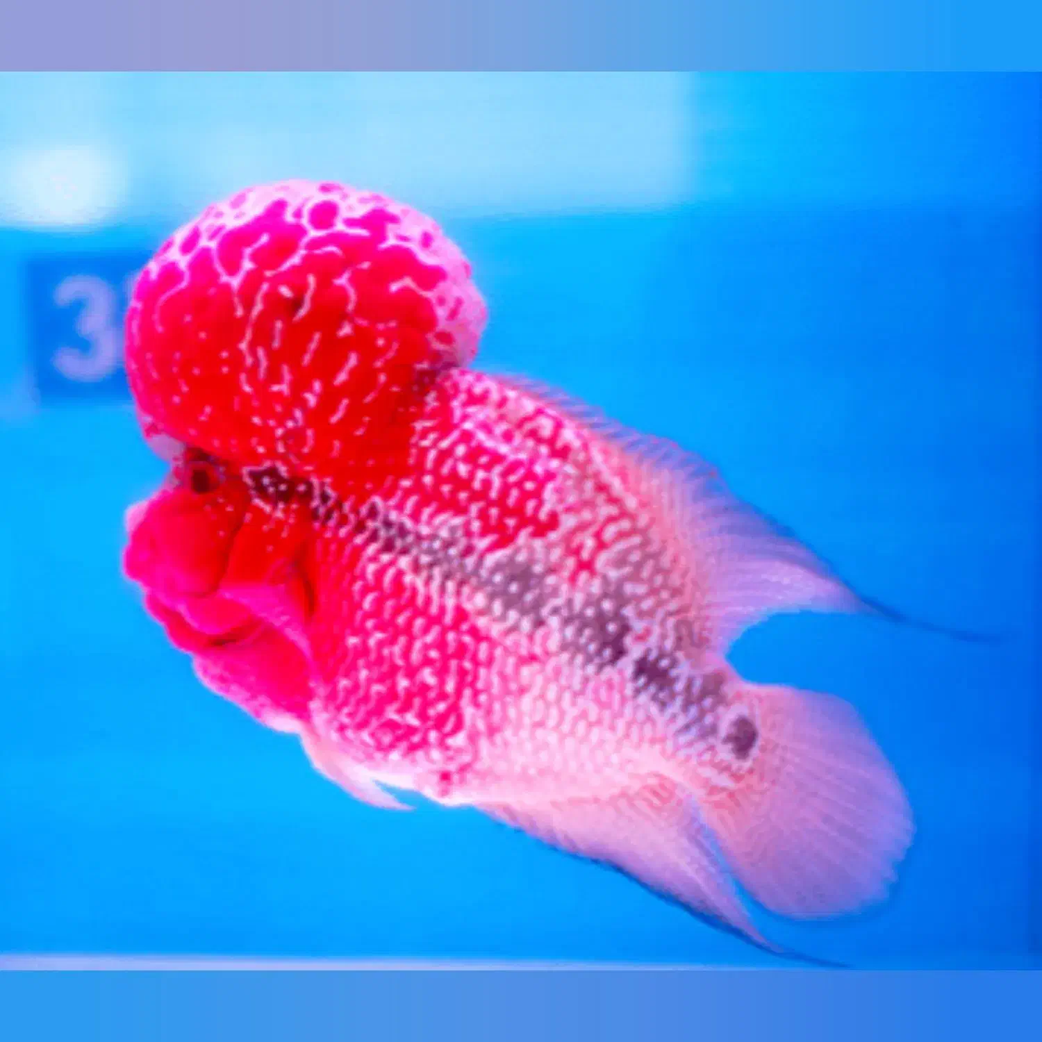 انواع ماهی فلاور ( مانستر هد ، کامفا )|ماهی|کرمانشاه, |دیوار