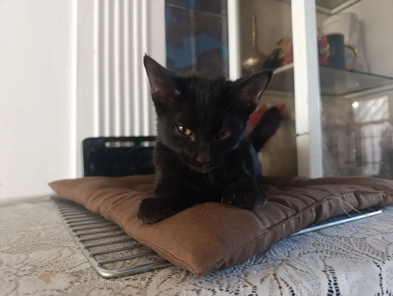 واگذاری بچه گربه|گربه|سبزوار, توحیدشهر|دیوار