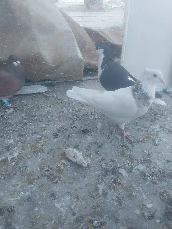 ۷ الی ۸تا رنگی غلط|پرنده|محمدیه-قزوین, |دیوار