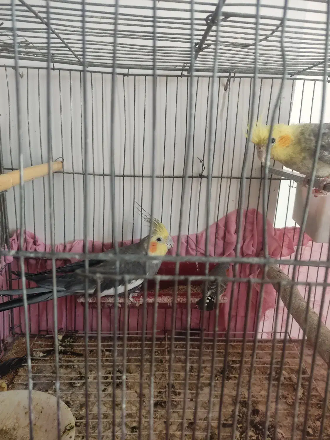 یک جفت عروس هلندی مولد|پرنده|زاهدان, |دیوار