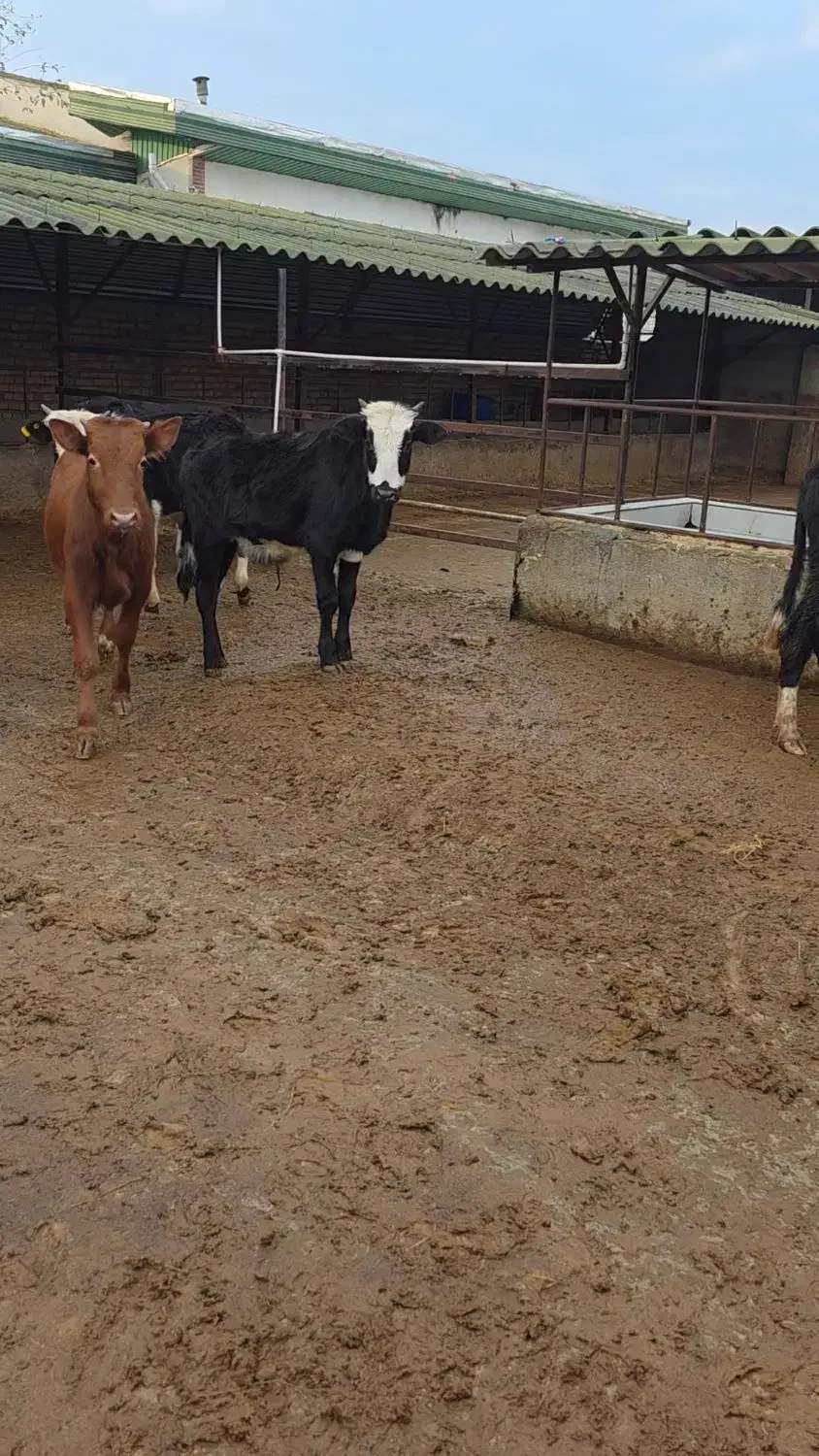 فروش گوساله دورگ محلی|حیوانات مزرعه|رامند, |دیوار