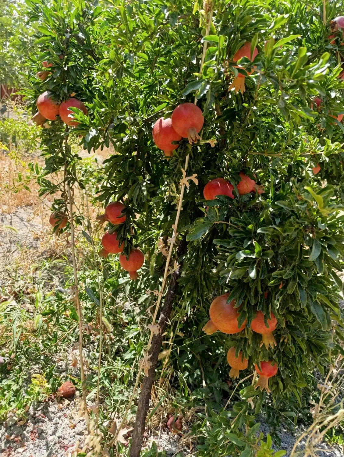 باغ شهری سیدان|فروش زمین و ملک کلنگی|سیدان, |دیوار