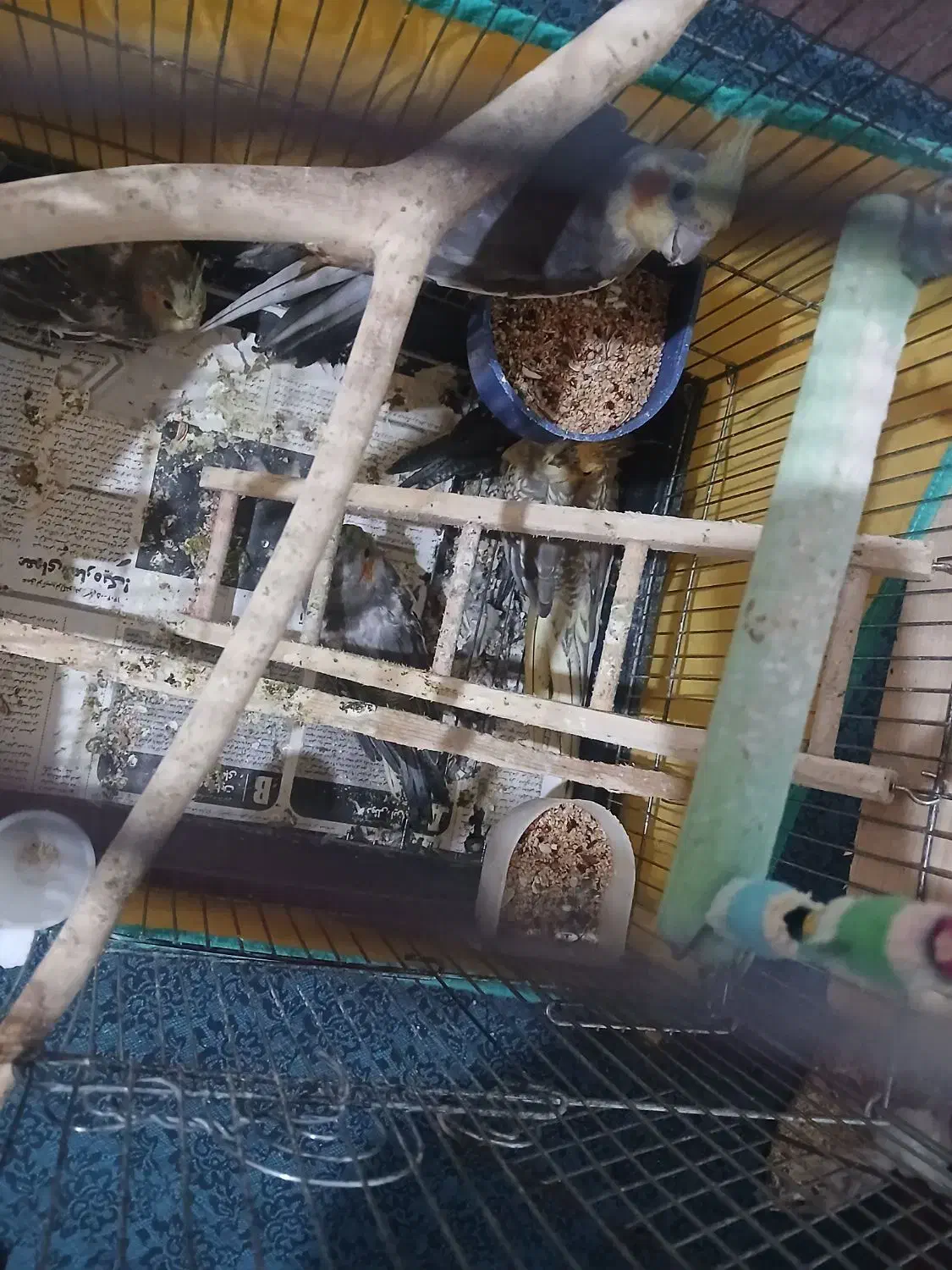 عروس هلندی|پرنده|کوچصفهان, |دیوار