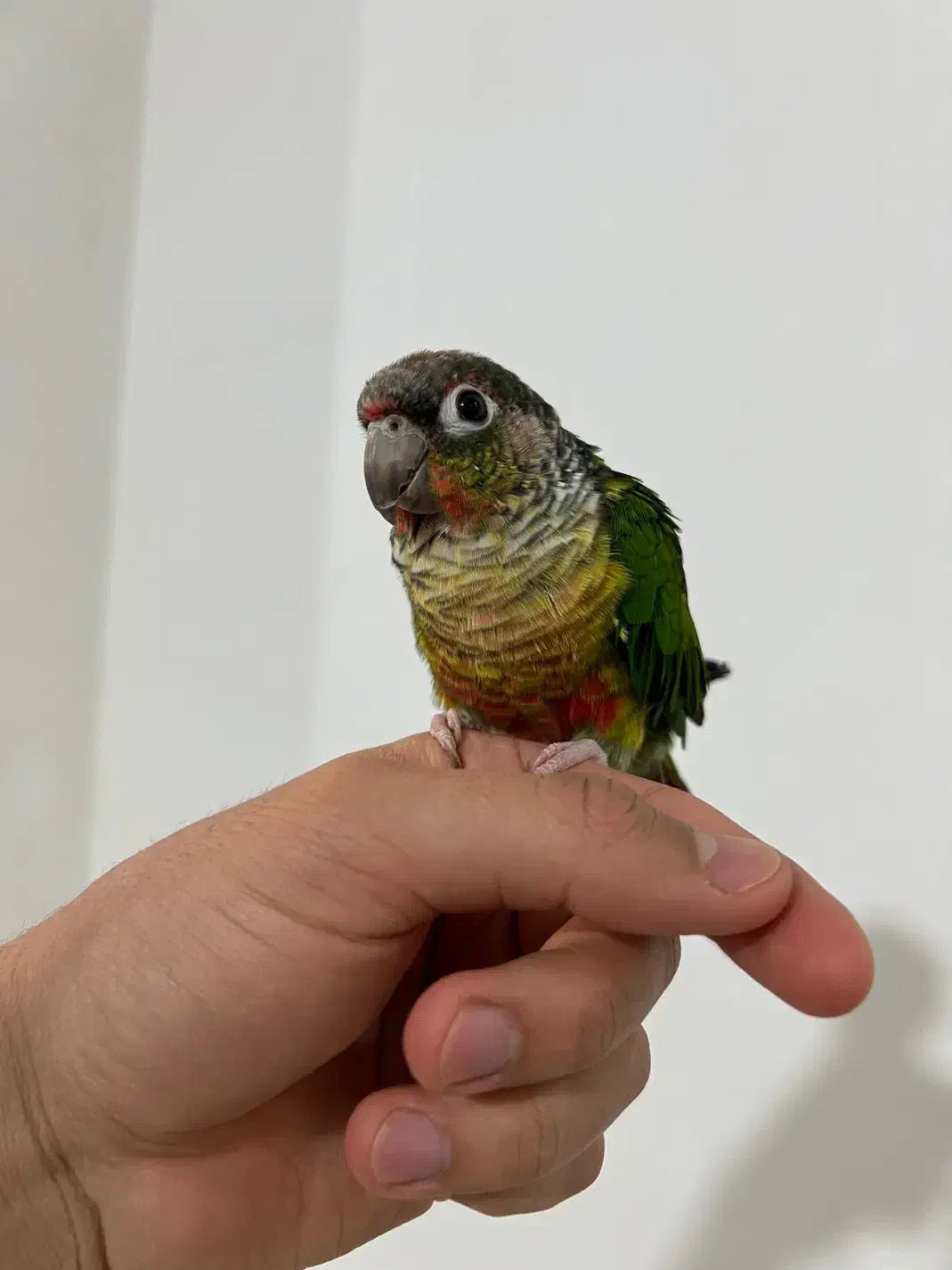 گیرینچیک دستی|پرنده|مشهد, رضاییه|دیوار