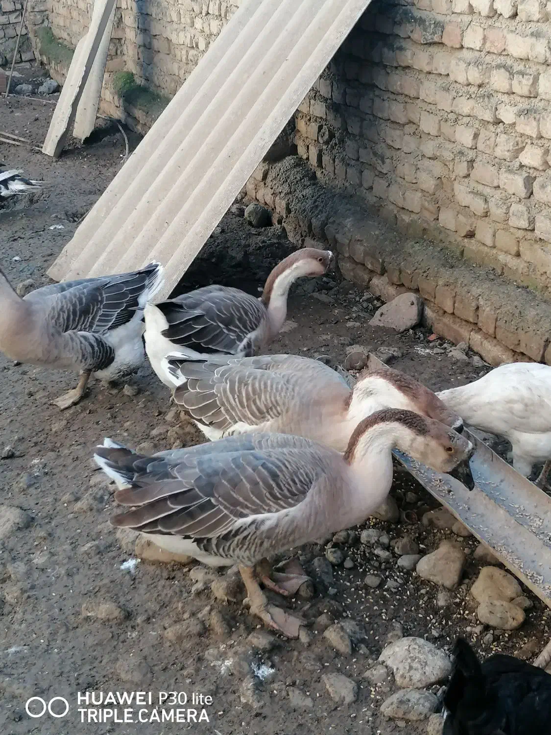 قو غاز|حیوانات مزرعه|جلین, |دیوار