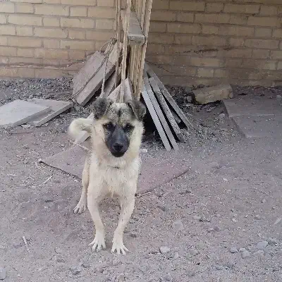 توله سگ اشپیتز|سگ|رفسنجان, |دیوار