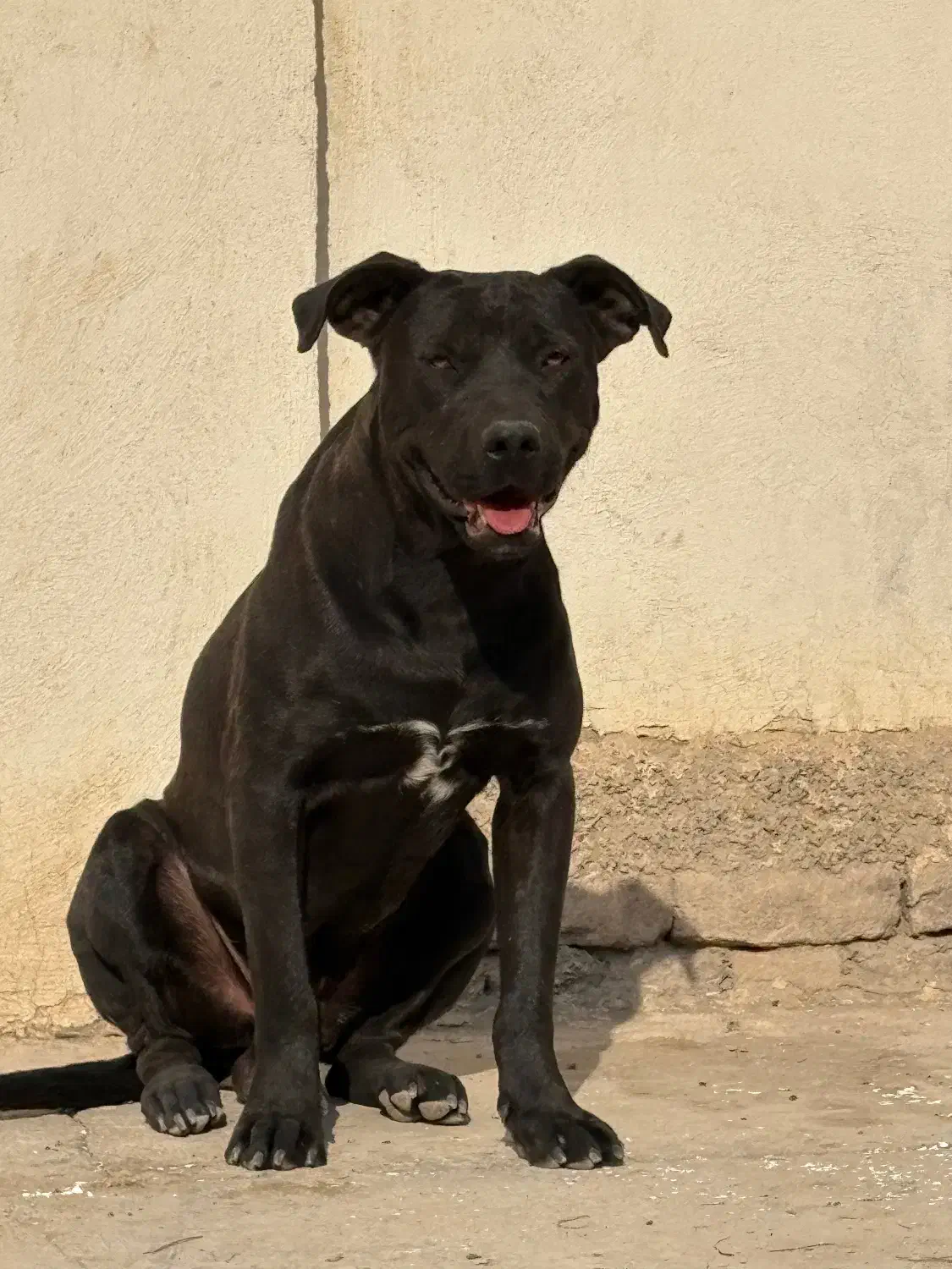 واگذاری آمریکن پیتبول|سگ|جوادآباد, |دیوار