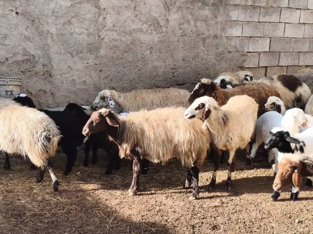 میش بره|حیوانات مزرعه|عسگران, |دیوار