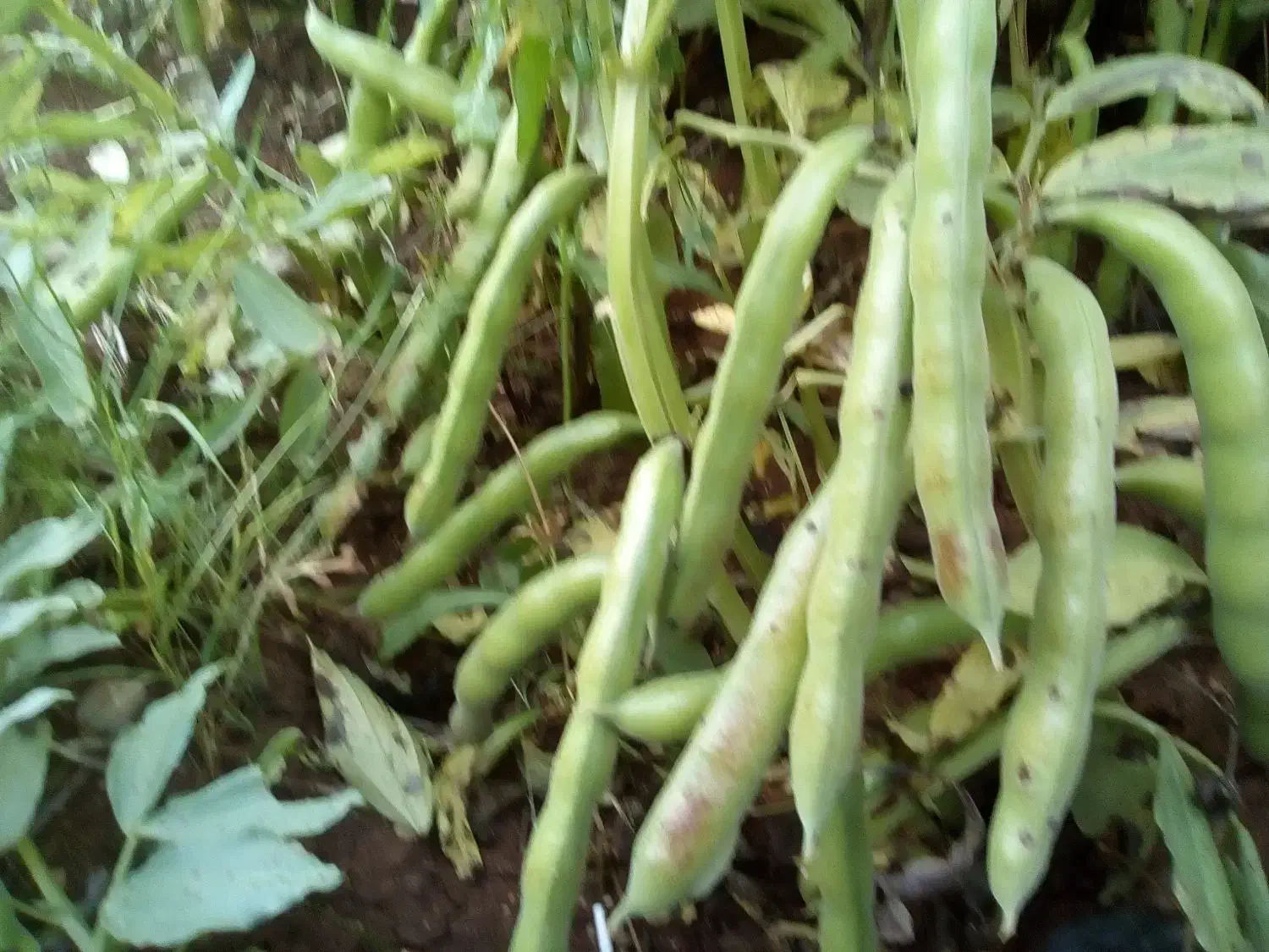 بذر باقله (باقالا) درجه یک یک،تضمینی،زودرس|گل و گیاه طبیعی|خرمآباد, |دیوار