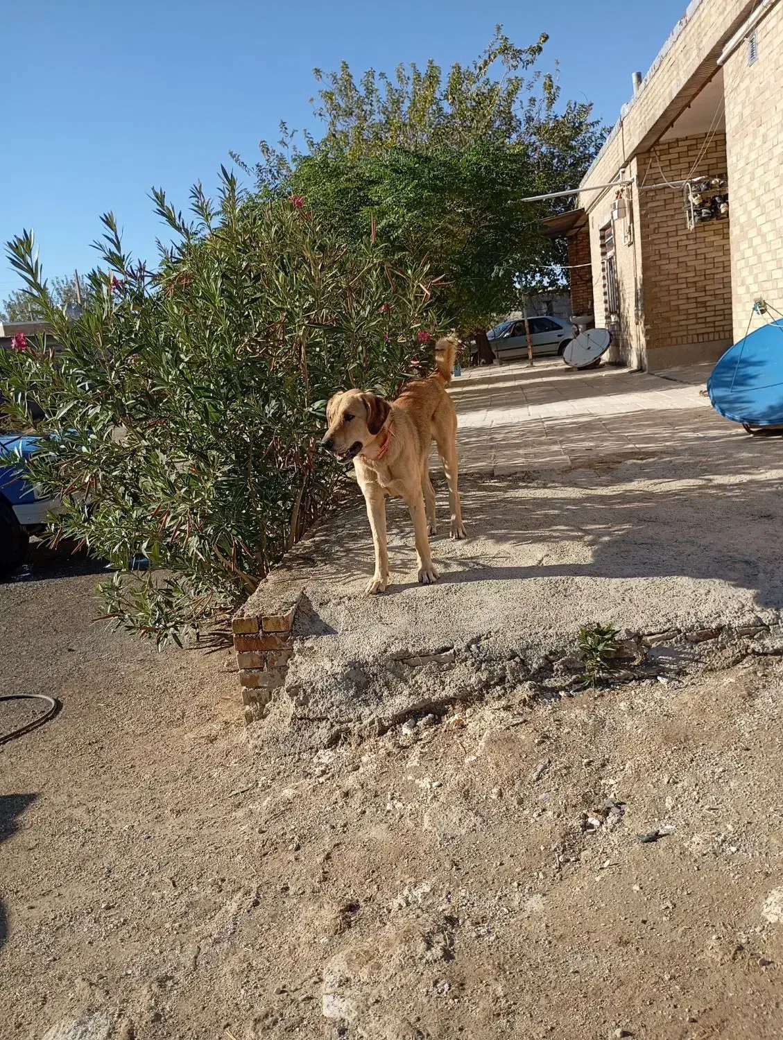 فروش سگ نژاد دار|سگ|دشت ذهاب, |دیوار