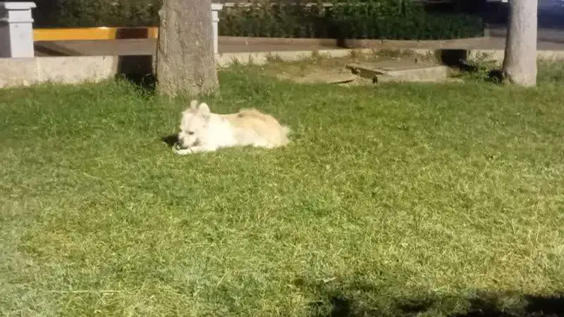 سگ گمشده|حیوانات|اراک, |دیوار