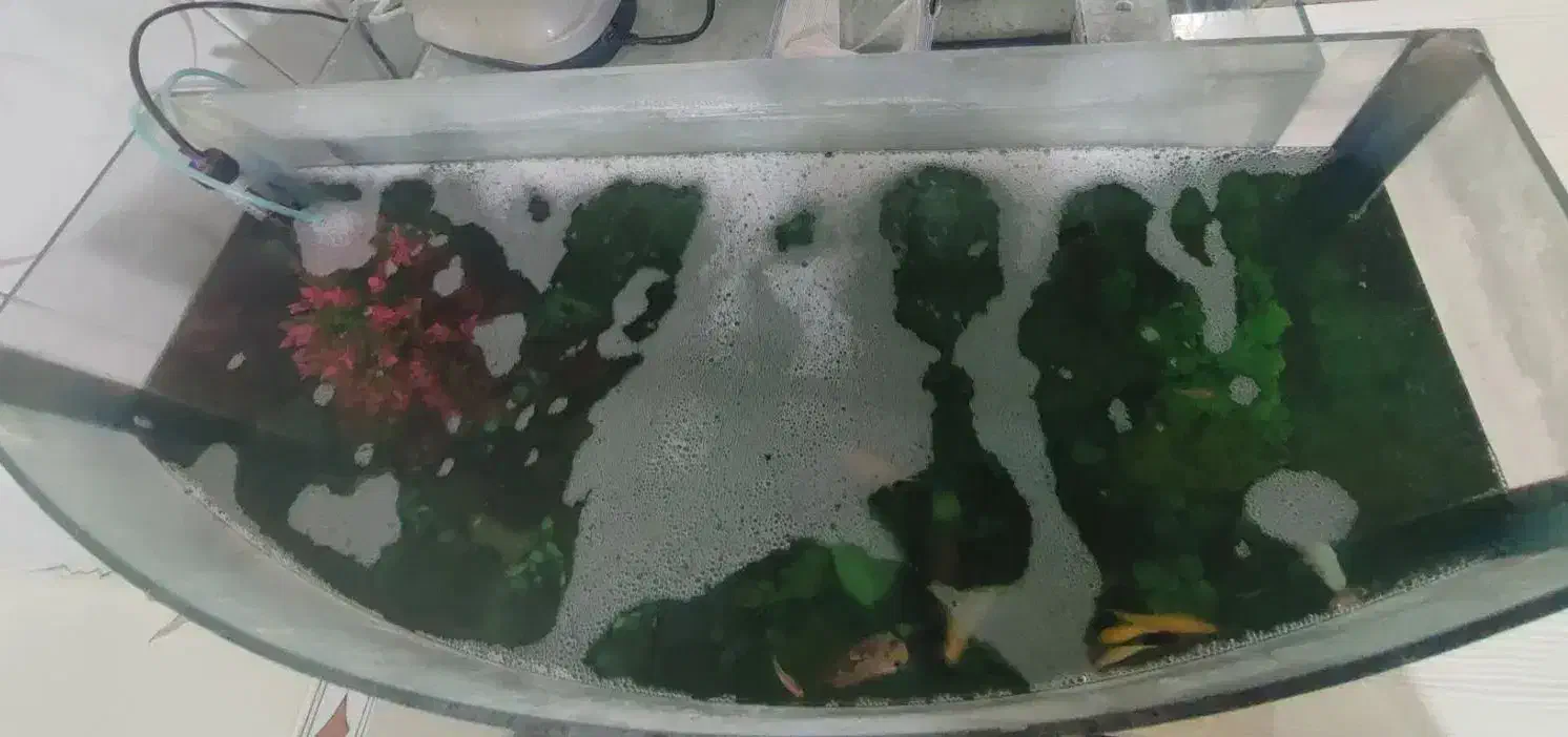 شیشه|ماهی|هشتگرد, هشتگرد قدیم|دیوار