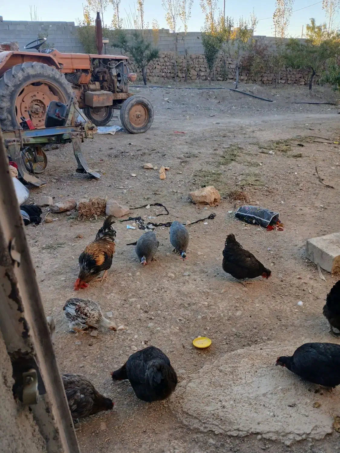 مرغ و خروس محلی و مرغ مصری|حیوانات مزرعه|خواجه, |دیوار