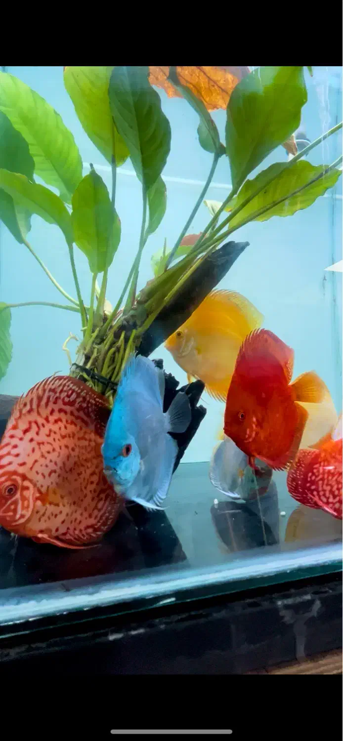 دیسکس|ماهی|تهران, سعادت‌آباد|دیوار