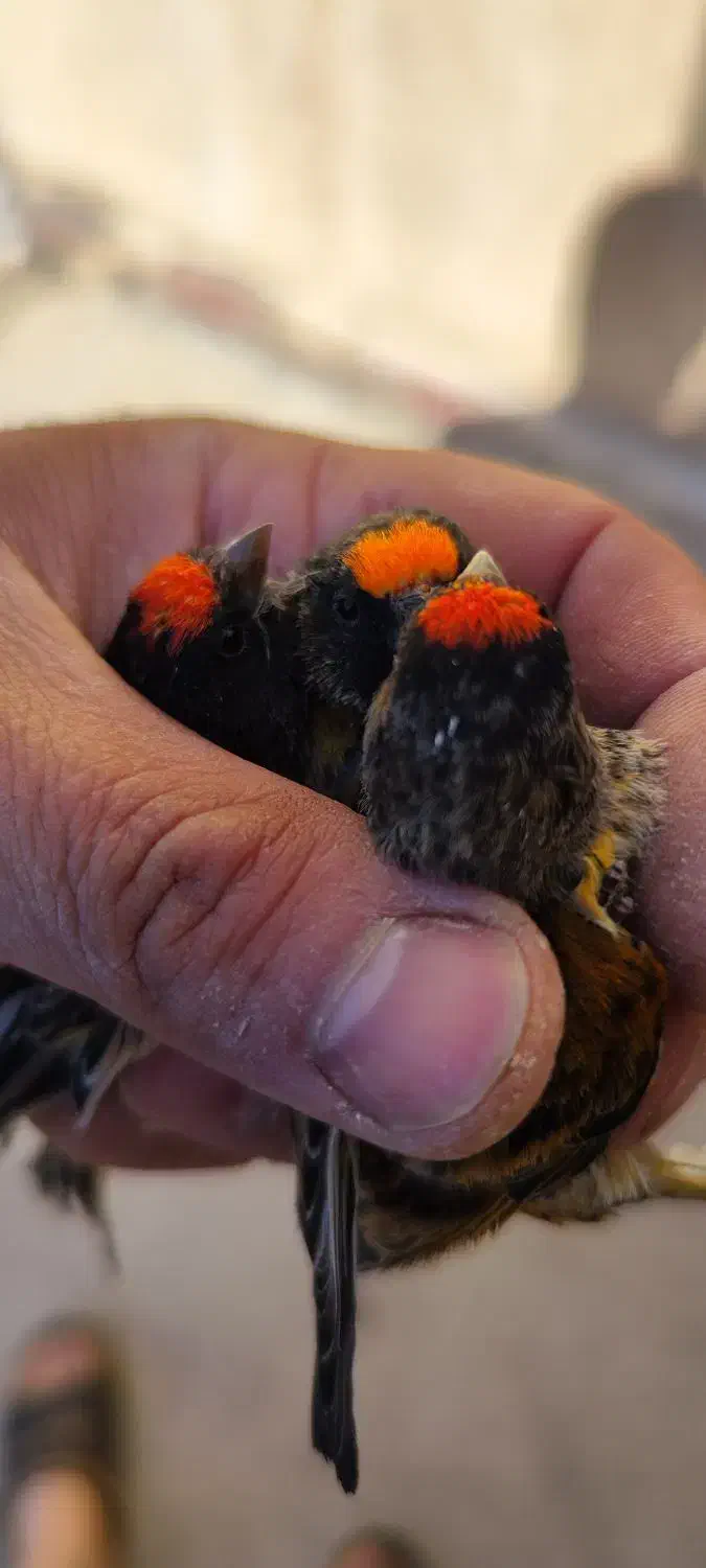 گلبسر نر و ماده و جوجه|پرنده|هرسین, |دیوار