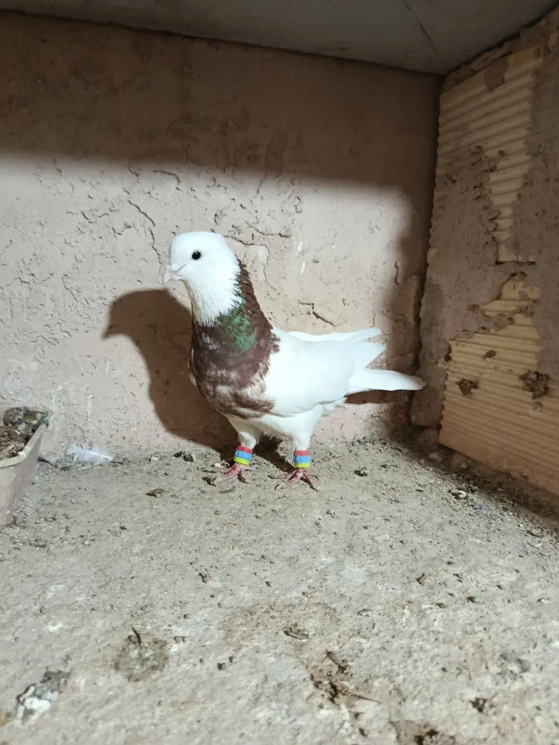 نر طوقی|پرنده|فلاورجان, |دیوار