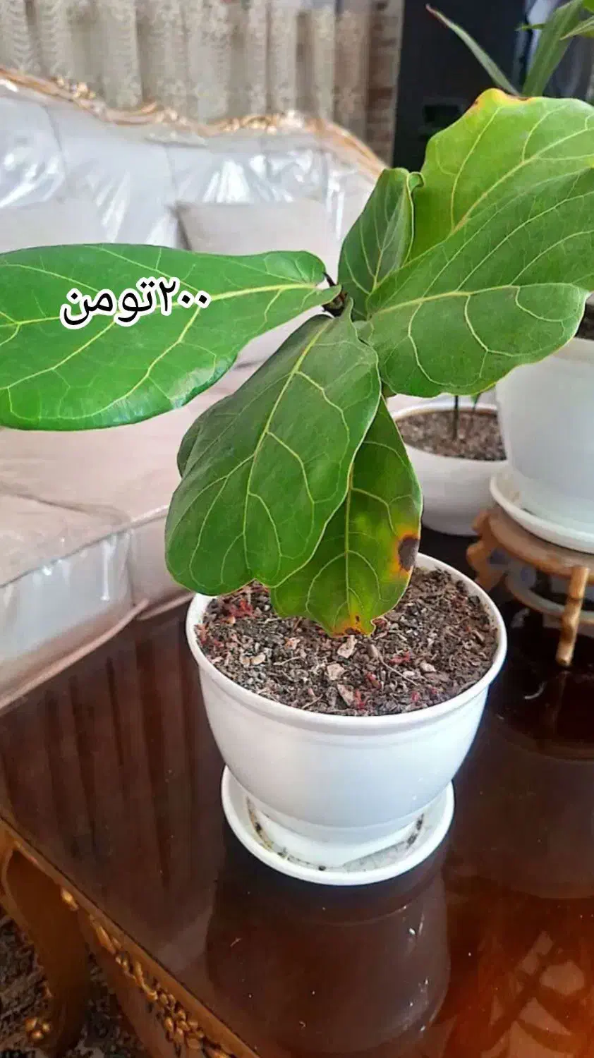 گل های زیبا نگهداری اسان|گل و گیاه طبیعی|تهران, مهرآباد|دیوار